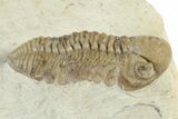 Three Trilobite (Kainops & Paciphacops) Fossils - Oklahoma #232704-6